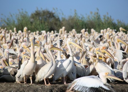 Large Group of Pelicans Large Group of Pelicans